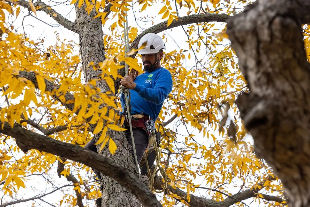 Skilled Emergency Tree Service crew working in Dodge